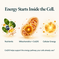Diagram showing CoQ10 supporting mitochondrial cellular energy production